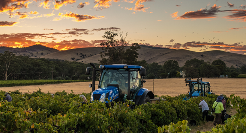 St Hallett tractor in the vineyard